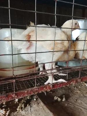 5 Weeks Broilers