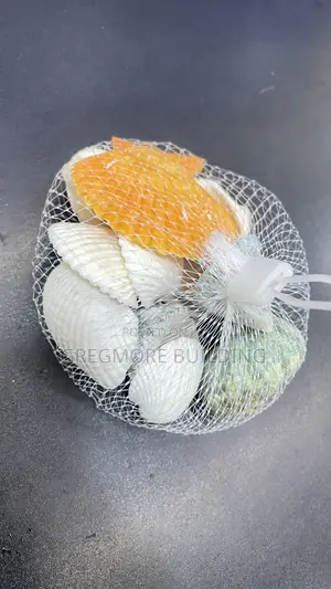 Natural Sea Shell