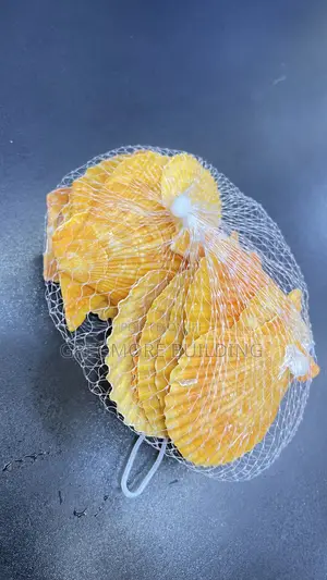 Natural Sea Shell