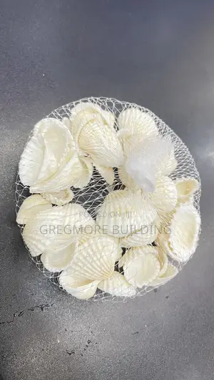 Natural Sea Shell