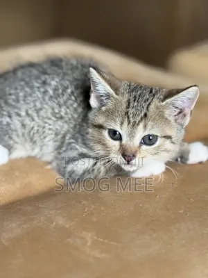 1-3 months Female Mixed Breed Tabby