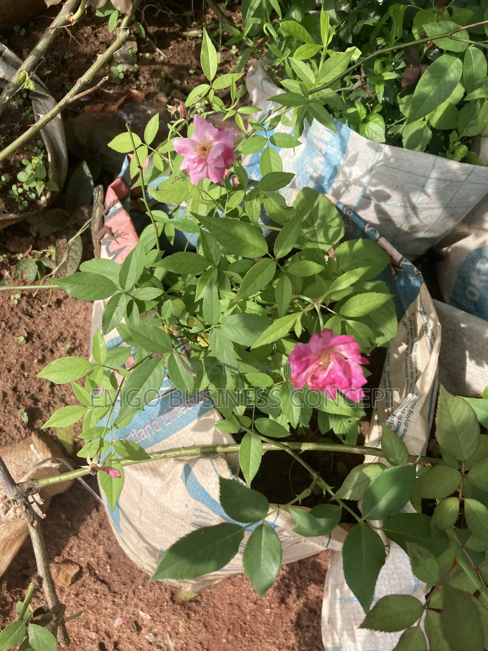 Rose Flower Multi Petal