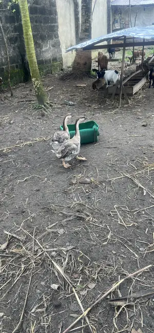 Chinese Geese for Sale