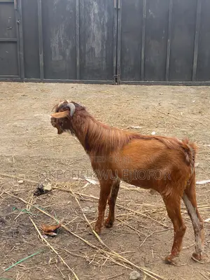 Healthy Buck for Sale