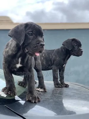 1-3 months Female Purebred Cane Corso