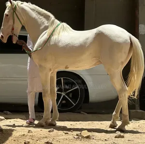 Male Argentina Breed