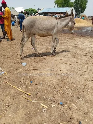 Female Pregnant Donkey