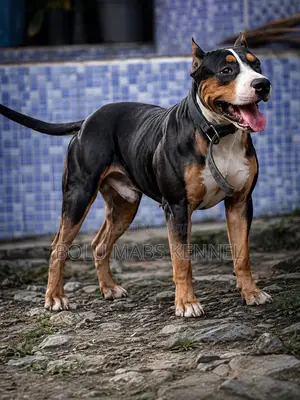 1+ year Male Purebred American Pit Bull Terrier
