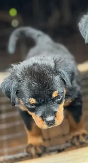 1-3 months Female Purebred Rottweiler