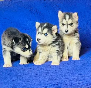 1-3 months Male Purebred Siberian Husky