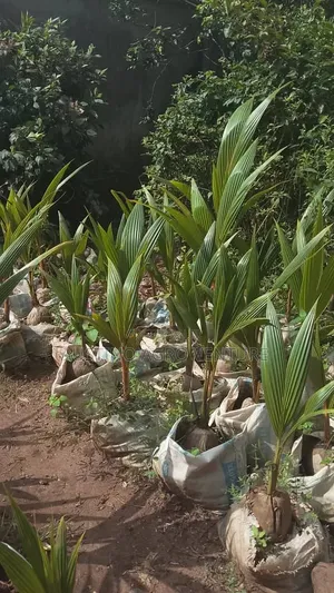 Malaysia Dwarf Coconut Seedlings