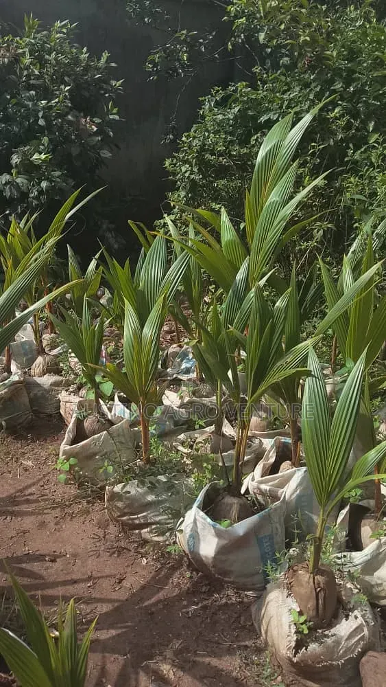 Malaysia Dwarf Coconut Seedlings
