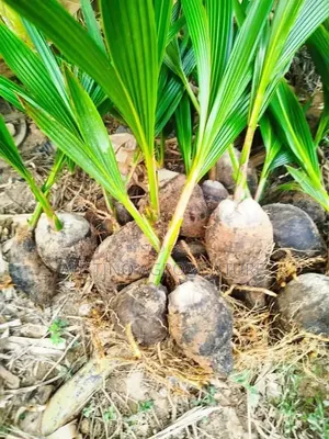 Malaysia Dwarf Coconut Seedlings