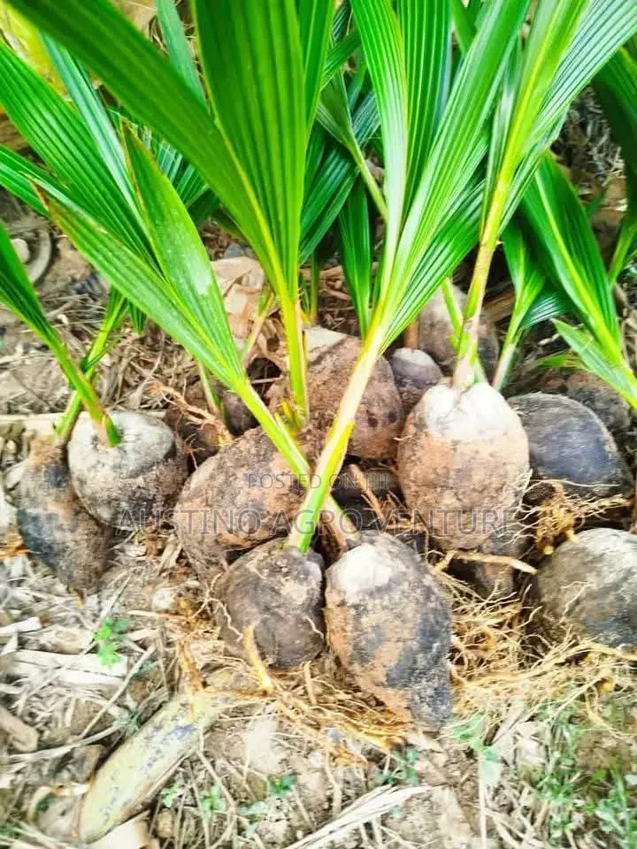 Malaysia Dwarf Coconut Seedlings