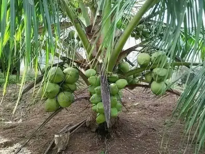 Malaysia Dwarf Coconut Seedlings