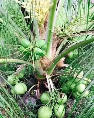 Malaysia Dwarf Coconut Seedlings