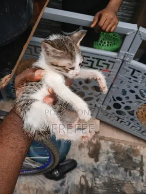 1-3 months Female Mixed Breed Cat