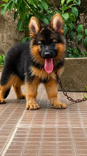 3-6 months Female Purebred German Shepherd