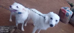 1+ year Male Purebred American Eskimo