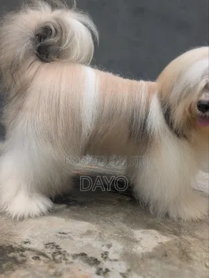 6-12 months Male Purebred Lhasa Apso