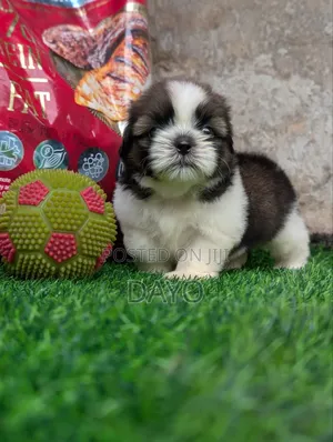 1-3 months Female Purebred Shih Tzu