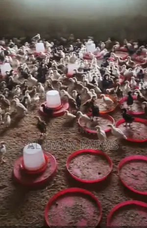 Noiler Chickens