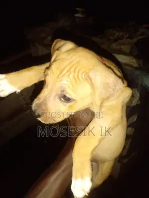 0-1 month Male Purebred American Pit Bull Terrier