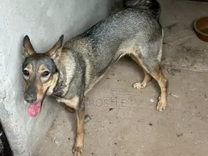 6-12 months Female Purebred German Shepherd