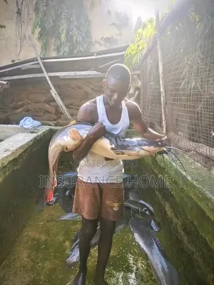 Big Catfish Is Available for Sale