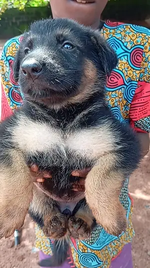 1-3 months Female Purebred German Shepherd