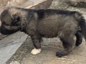 1-3 months Female Purebred Caucasian Shepherd