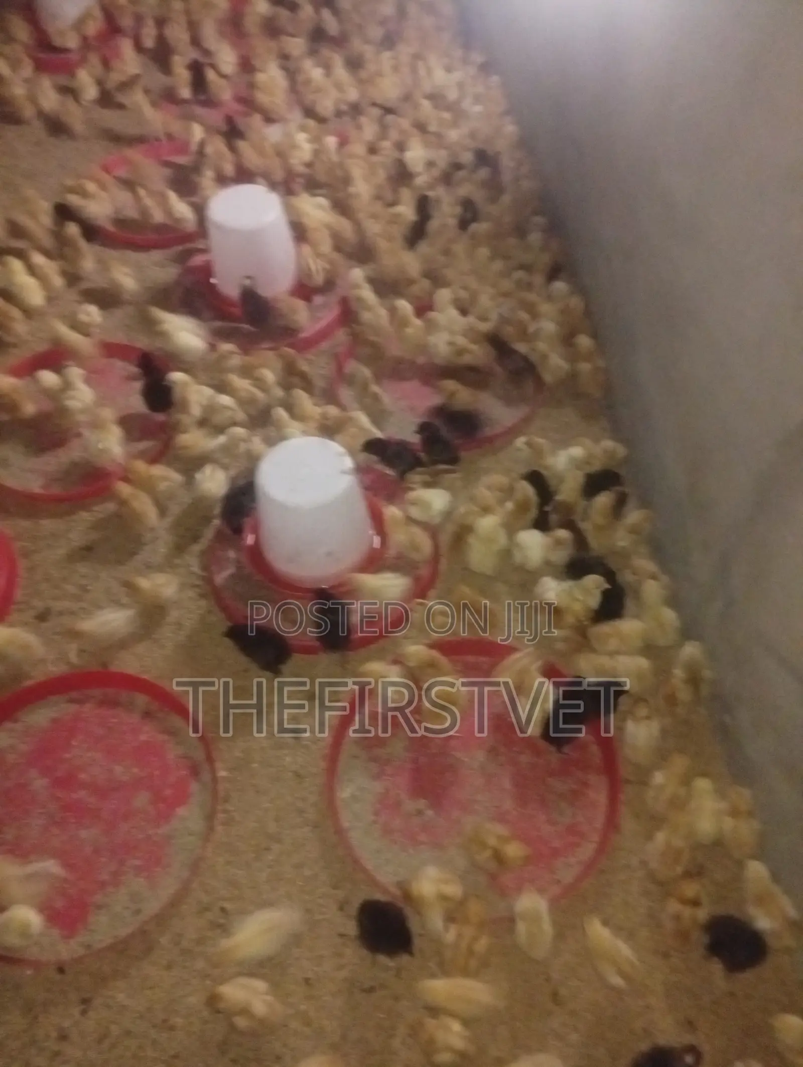 Day Old Chicks (Pullets)