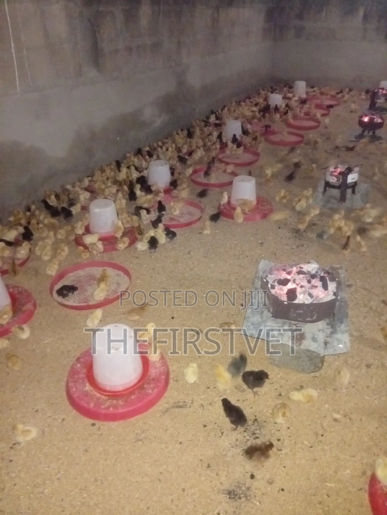 Day Old Chicks (Pullets)