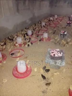 Day Old Chicks (Pullets)