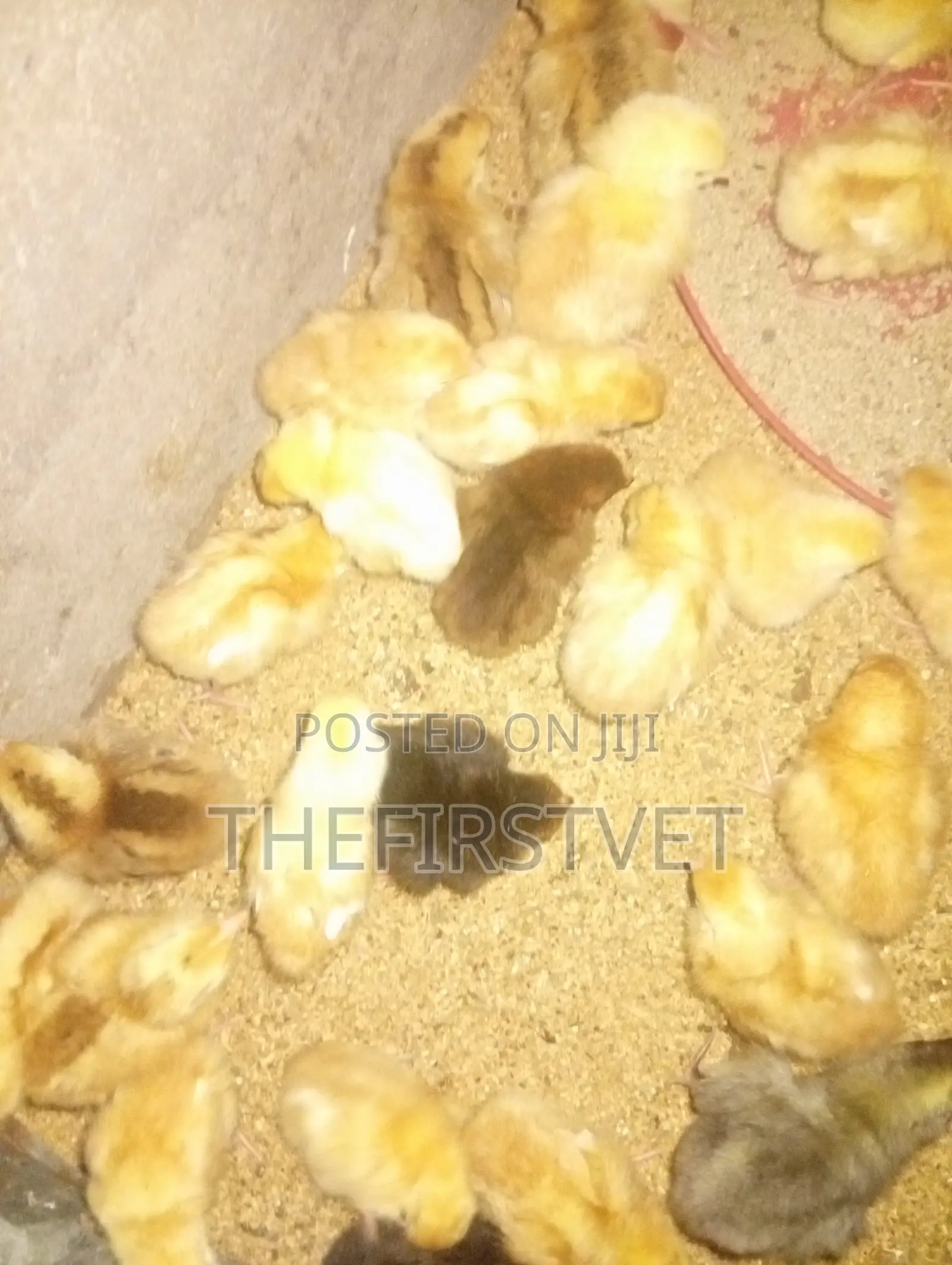 Day Old Chicks (Pullets)