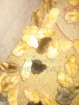 Day Old Chicks (Pullets)