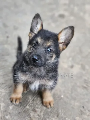 3-6 months Female Purebred German Shepherd
