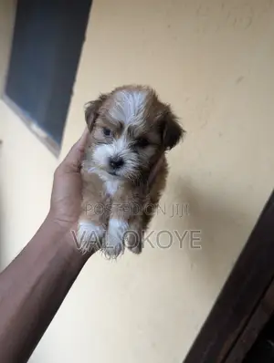 0-1 month Male Purebred Lhasa Apso