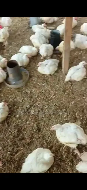 Six Weeks Broilers Available for Sale for Chicken Processors