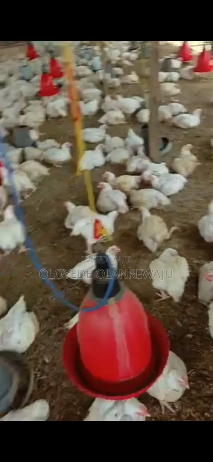 Six Weeks Broilers Available for Sale for Chicken Processors