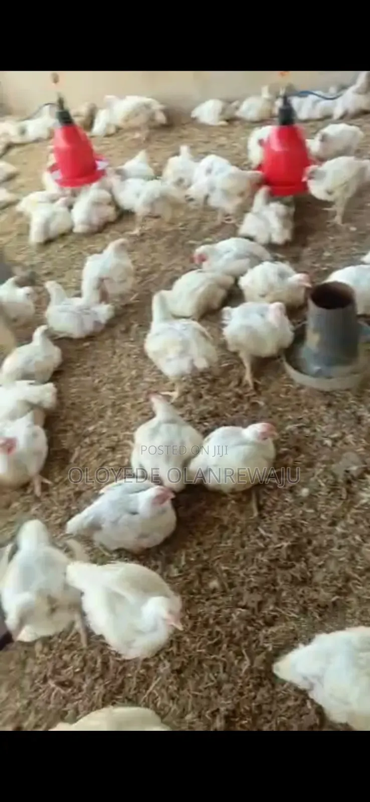 Six Weeks Broilers Available for Sale for Chicken Processors