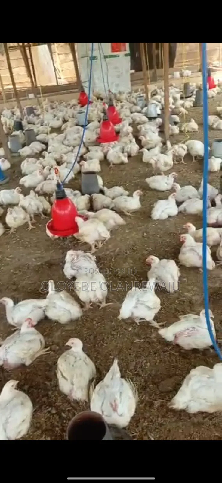 Six Weeks Broilers Available for Sale for Chicken Processors