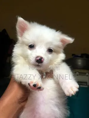 1-3 months Male Purebred American Eskimo