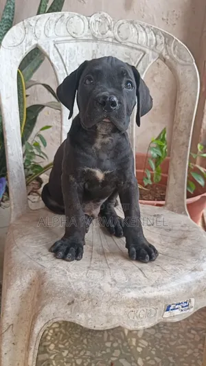 1-3 months Male Mixed Breed Cane Corso
