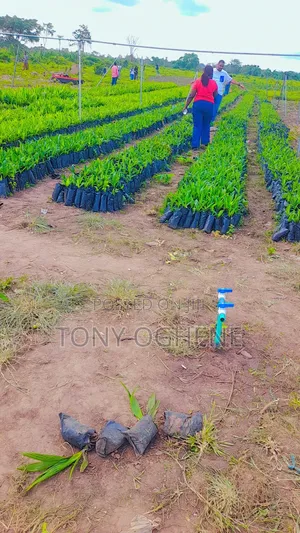 Acres Hectares of Palm Oil Farmland for Sale – Abeokuta North, Ogun