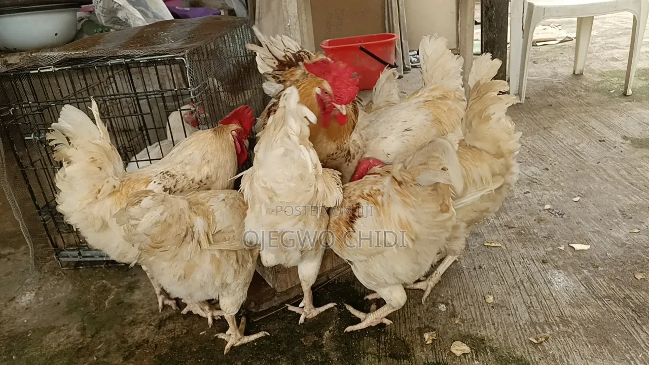 Poultry Farm