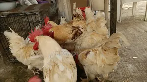 Poultry Farm