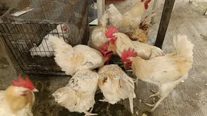 Poultry Farm