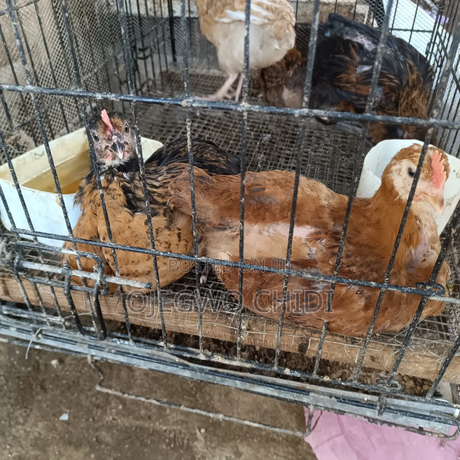 Poultry Farm