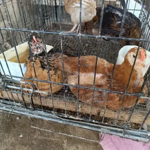Poultry Farm